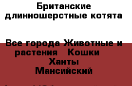 Британские длинношерстные котята - Все города Животные и растения » Кошки   . Ханты-Мансийский